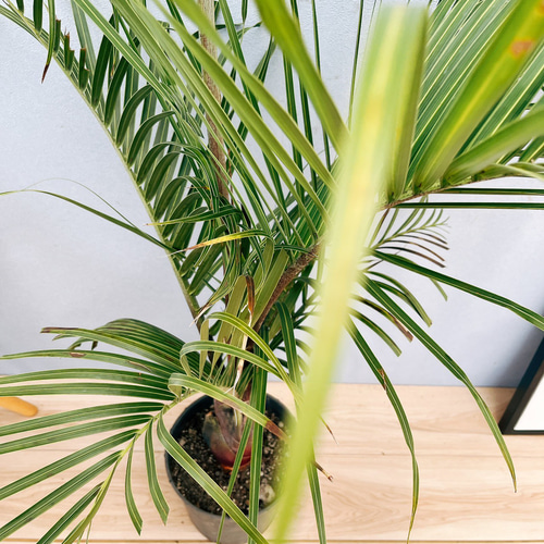 現品］34番 ミツヤヤシ 観葉植物 室内 8号 おしゃれ プラ鉢 綺麗