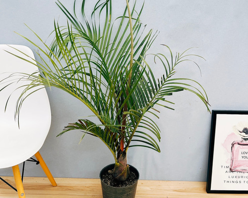 【現品】ミツヤヤシ　ミエミツヤシ（トライアングルパーム・三角ヤシ）　9号　は８番 a4ea895e445985b190a5f4c881aa78