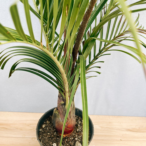 現品］34番 ミツヤヤシ 観葉植物 室内 8号 おしゃれ プラ鉢 綺麗
