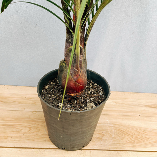 現品］34番 ミツヤヤシ 観葉植物 室内 8号 おしゃれ プラ鉢 綺麗
