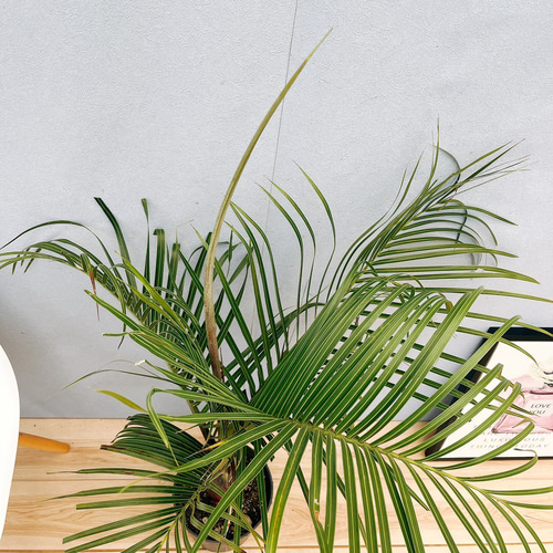 現品］34番 ミツヤヤシ 観葉植物 室内 8号 おしゃれ プラ鉢 綺麗