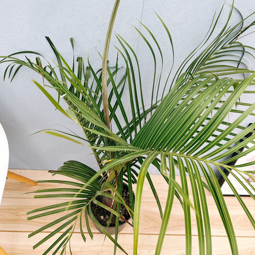 【現品】ミツヤヤシ　ミエミツヤシ（トライアングルパーム・三角ヤシ）　9号　あ７番 現品】ミツヤヤシ ミエミツヤシ（トライアングルパーム・三角