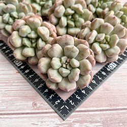 多肉植物 ワイルドベリー 韓国苗 多肉植物 pariʚ