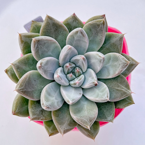 多肉植物 モアレ 韓国苗 多肉植物 pariʚ❤︎ɞtaniku 通販