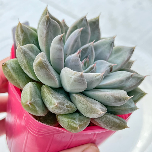 多肉植物 モアレ 韓国苗 多肉植物 pariʚ❤︎ɞtaniku 通販