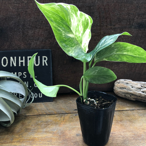 希少！発根済み モンステラ・レクレリアナ・バリエガータ（斑入り・葉