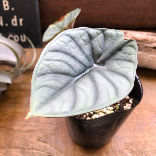 希少品種♡ アロカシア 『ネブラ インペリアリス』♡観葉植物