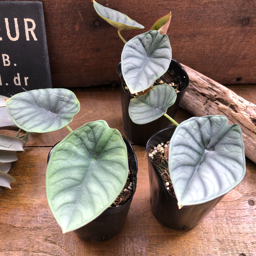 希少品種♡ アロカシア 『ネブラ インペリアリス』♡観葉植物 アート