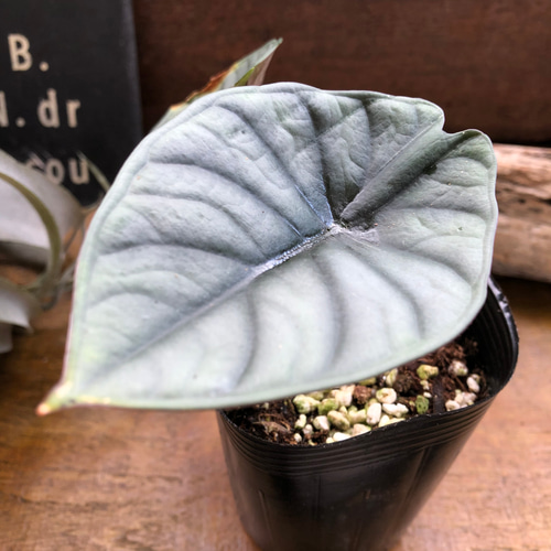 アロカシア インペリアリス Alocasia Imperialis 57404 4