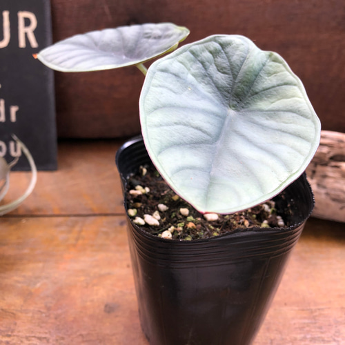 希少品種♡ アロカシア 『ネブラ インペリアリス』♡観葉植物 アート