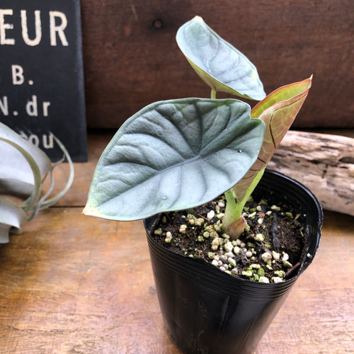 希少品種♡ アロカシア 『ネブラ インペリアリス』♡観葉植物