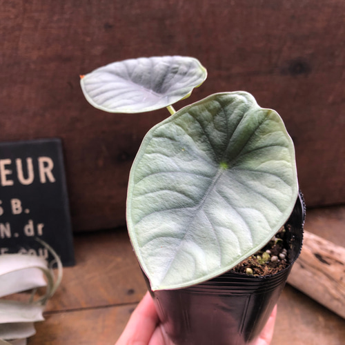 希少品種♡ アロカシア 『ネブラ インペリアリス』♡観葉植物 アート