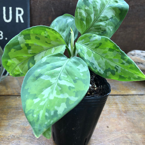 アグラオネマ ピクタム トリカラー 迷彩柄 観葉植物 楽天市場