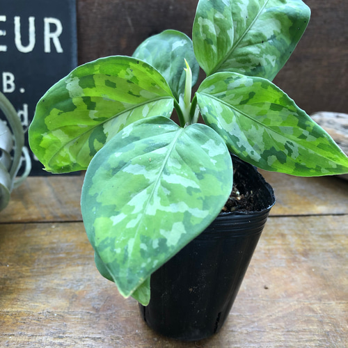 アグラオネマ ピクタム トリカラー♡迷彩柄♡観葉植物♡ アート