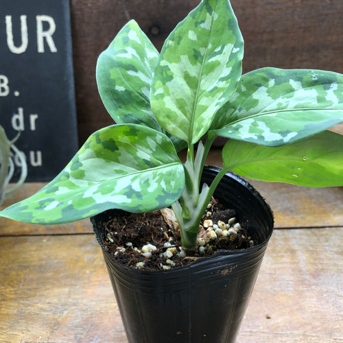 アグラオネマ ピクタム トリカラー♡迷彩柄♡観葉植物♡ アート