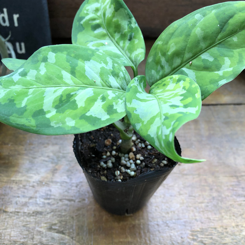アグラオネマ ピクタム トリカラー♡迷彩柄♡観葉植物♡ アート