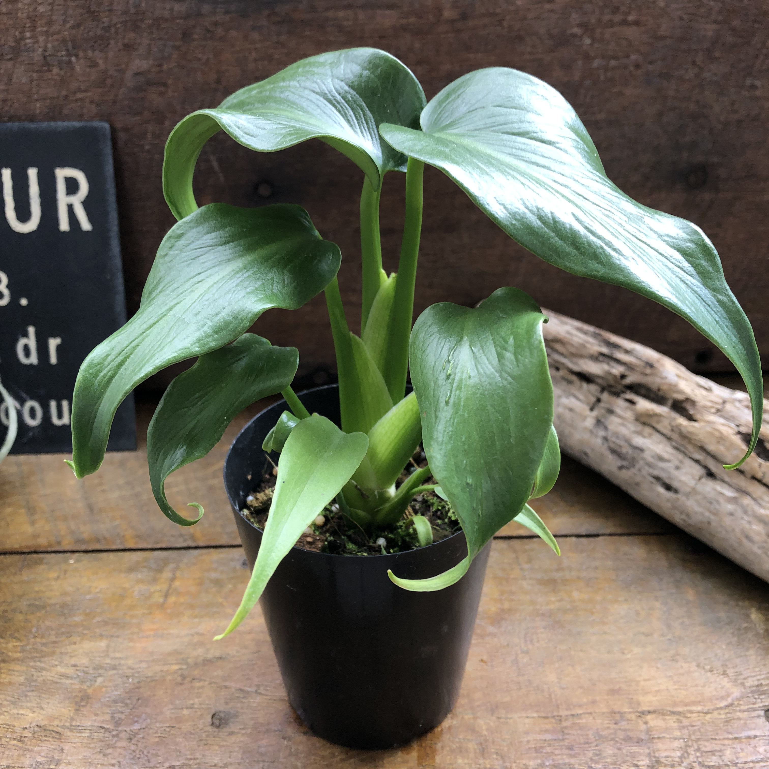 モンステラ　『バールマルクスフレーム』♡希少品種♡切れ込み細葉