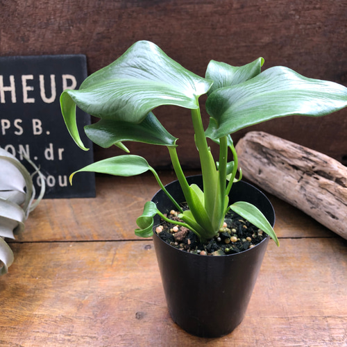 モンステラ 『バールマルクスフレーム』♡希少品種♡切れ込み細葉