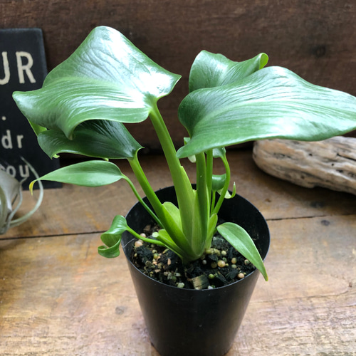 モンステラ 『バールマルクスフレーム』♡希少品種♡切れ込み細