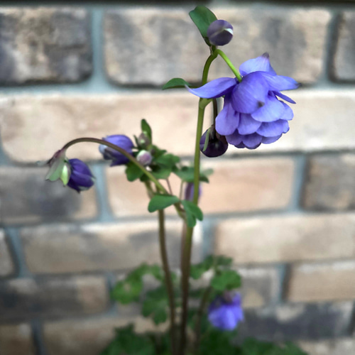 花苗＊ 松原園芸「姫オダマキ八重咲」 再販 ピンクとプルー 銅色の