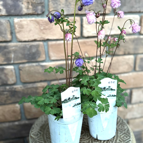 花苗＊ 松原園芸「姫オダマキ八重咲」 再販 ピンクとプルー 銅色の