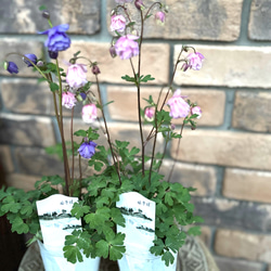 花苗＊ 松原園芸「姫オダマキ八重咲」 再販 ピンクとプルー 銅色の