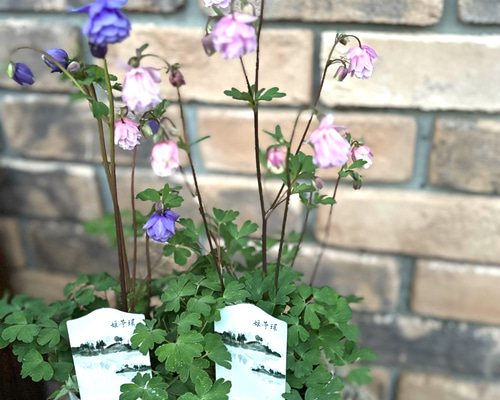 8a041f908fffd4f260271c060f1f98