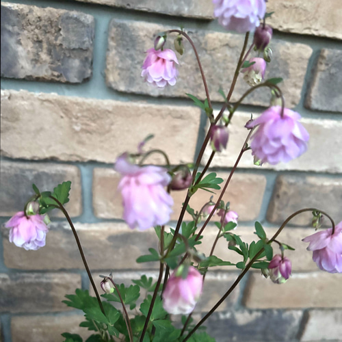 花苗＊ 松原園芸「姫オダマキ八重咲」 再販 ピンクとプルー 銅色の