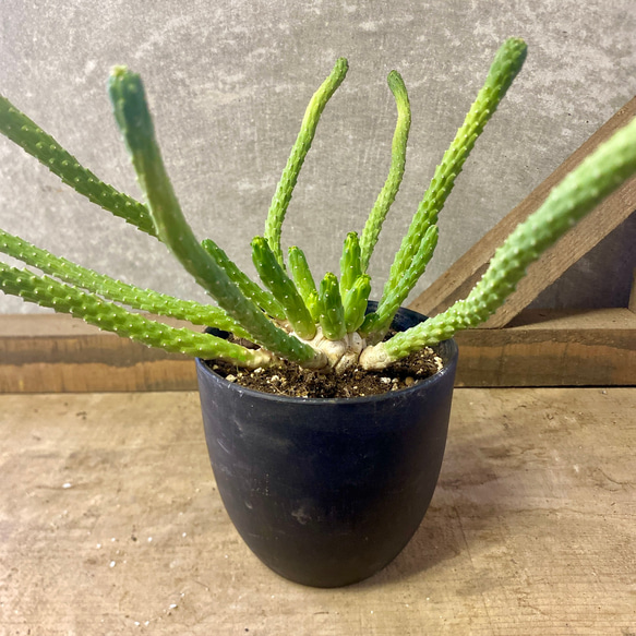 ユーフォルビア イネルミス 九頭竜 多肉植物 plant life 通販