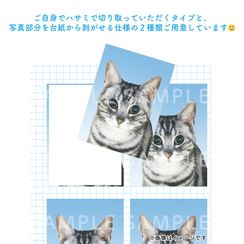 証明写真風ステッカー【愛犬愛猫お好きな写真で♪】 │シール ペット 