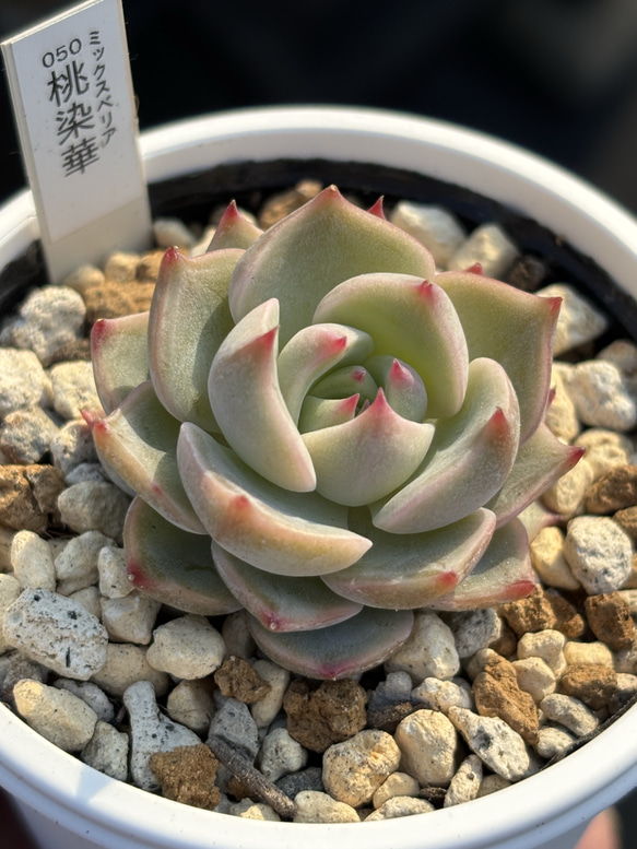 a*»様 おらいさん苗　新作　ミックスベリア 069 美紫妃　札付き　5/20撮 おらいさん苗 新作 ミックスベリア 069 美紫妃 札付き