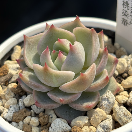 人気レア品種！☆桃染華 多肉植物 自家繁殖 国産 多肉植物 美