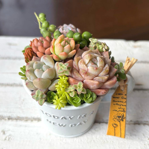 現物》多肉植物寄せ植え ブリキポット 多肉植物 GONZU 通販