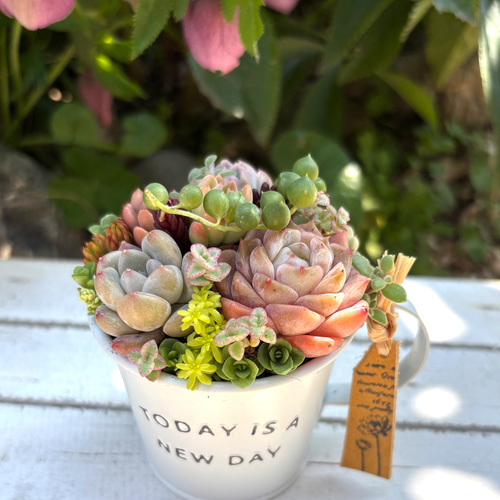 多肉植物の美しい寄せ植え作り | TikTok