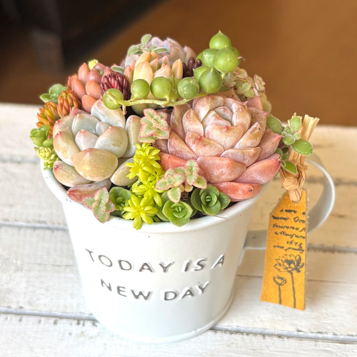 現物》多肉植物寄せ植え ブリキポット 多肉植物 GONZU 通販
