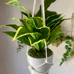 フィットニアのハンギングプランツ(中央・1個)フェイクグリーン