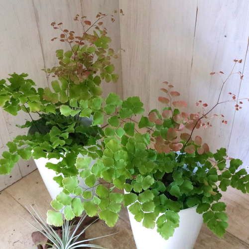その他観葉植物 ASK アジアンタム♡スクータム ロゼウム♡観葉植物♡ アートフラワー nico