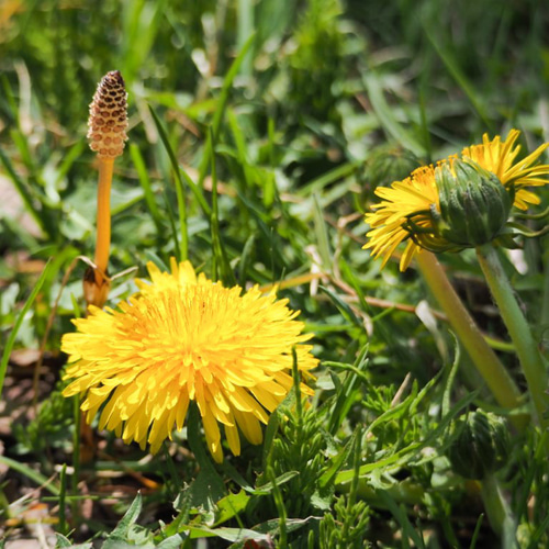たんぽぽさま専用 kamesan専用カート♡完成品♡ 粘土 日本たんぽぽさん 素焼き鉢編