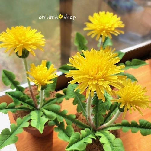 たんぽぽさん専用 たんぽぽさん専用ページ）衣類乾燥機 8KG (P050