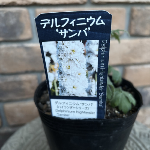 八重咲デルフィニウム3種 「チャチャ」「ドリームセンセーション