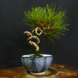 糸魚川真柏 模様木 神 舎利 糸魚川真柏 模様木 神 舎利 盆栽・苔玉