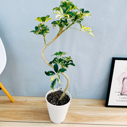 現品］【超希少】2番ソテツカイルンシアナブルー8号蘇轍観葉植物レア