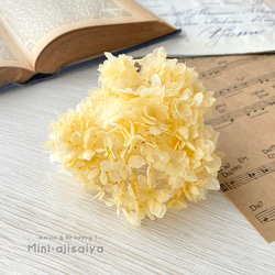 再入荷 】世界最小のバラ リトルウッズ ピンク 国産【 ドライ