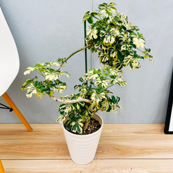 斑入り遺伝子あり　DDソレイユセルフ　即購入不可！ 9db01ba8054c49657d66c87a134e41