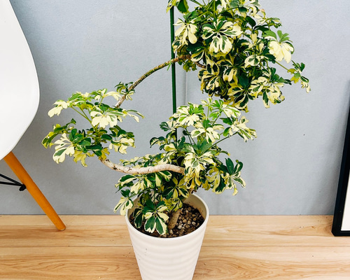 ［現品］7番　シェフレラ　グランディ　曲がり　7号　観葉植物　斑入　室内　可愛い 現品］79番 シェフレラ グランディ 曲がり 7号 観葉植物 斑入り