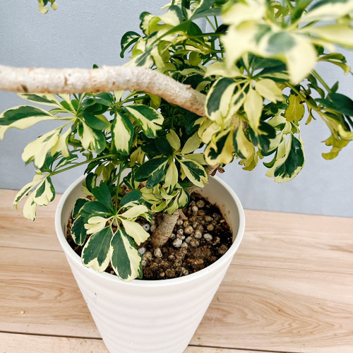 現品］【珍しい】31番 シェフレラ ジェニーネ 曲がり 7号 観葉植物