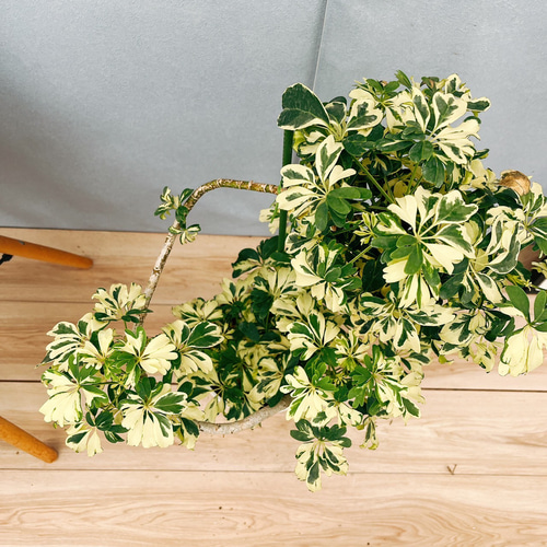 シェフレラ　ジェニーネ　1【現品】☆希少☆ 観葉植物　室内　斑入り シェフレラ ジェニーネ 1【現品】☆希少☆ 観葉植物 室内 斑入り
