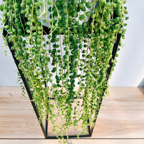 現品］84番 グリーンネックレス 5号 観葉植物 ハンギング 吊り下げ