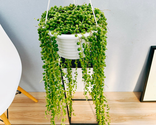 グリーンネックレス 現品］84番 グリーンネックレス 5号 観葉植物 ハンギング 吊り下げ