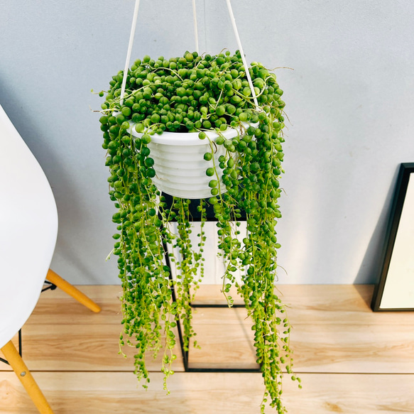 現品］84番 グリーンネックレス 5号 観葉植物 ハンギング 吊り下げ